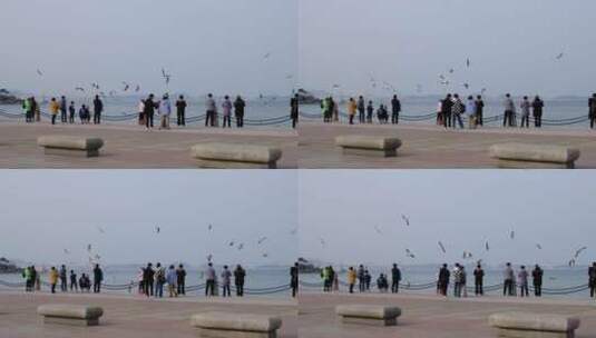 海滨城市岸边观赏海鸥的游人高清在线视频素材下载