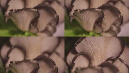 蘑菇平菇氨基酸食材高清在线视频素材下载
