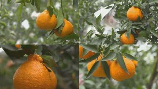四川丹棱丑橘果园实拍挂在树上的丑橘高清在线视频素材下载