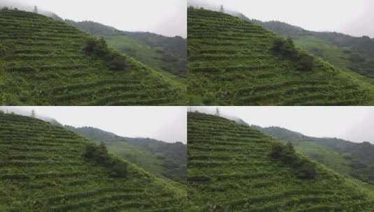 南岳衡山云雾茶茶场航拍高清在线视频素材下载