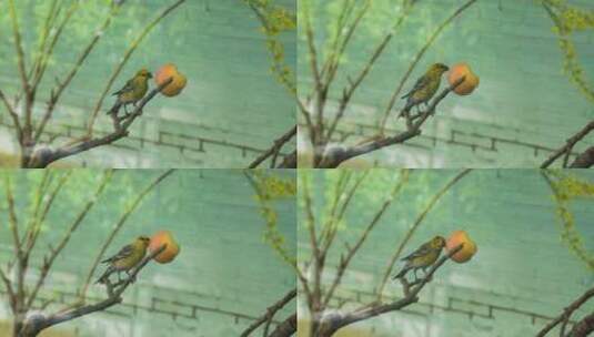黄莺鸟类在吃苹果高清在线视频素材下载