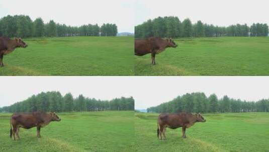 一望无际的草原黄牛悠闲地吃草高清在线视频素材下载