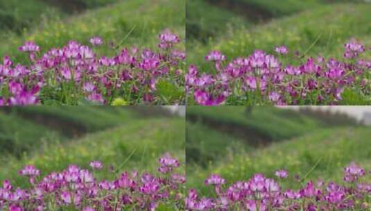 大自然美景春天草原湿地的野花高清在线视频素材下载