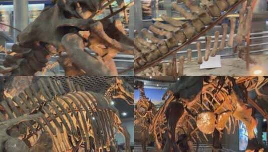 【镜头合集】恐龙化石原始恐龙骨骼高清在线视频素材下载