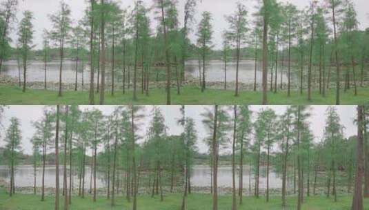 湖边松树荷叶绿植植物南宁青秀山高清在线视频素材下载