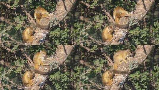 树上的灌木丛松鼠高清在线视频素材下载