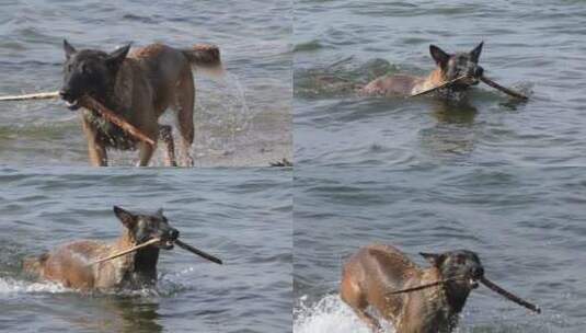 小狗捡树枝在水里游泳高清在线视频素材下载