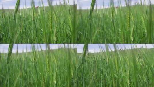 夏日小麦穗随风飘动高清在线视频素材下载
