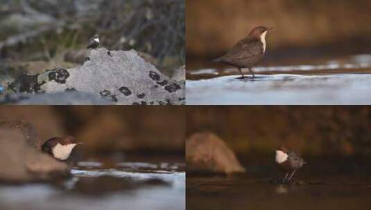 森林溪边水鸟可爱小鸟合集高清在线视频素材下载