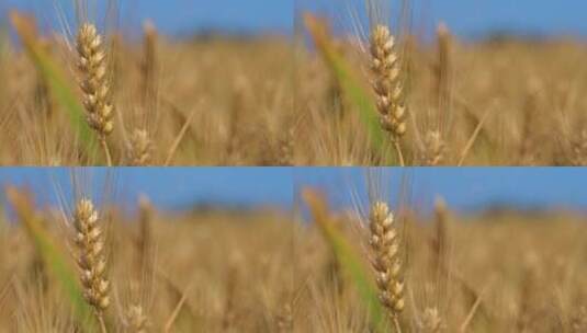 小麦微距特写高清在线视频素材下载