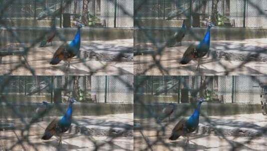 动物园的孔雀高清在线视频素材下载