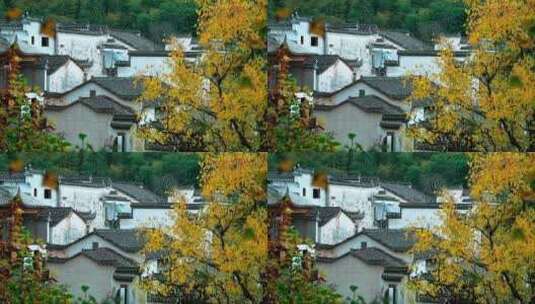 徽州古村的秋天高清在线视频素材下载
