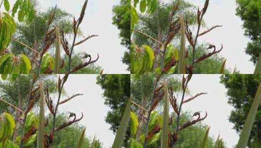棕榈树觅食的蜂鸟高清在线视频素材下载