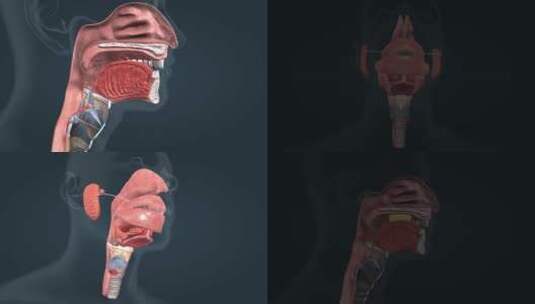口腔咽食道消化系统人体解剖三维动画高清在线视频素材下载