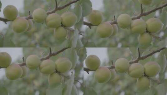 杏树上熟透的杏子LOG高清在线视频素材下载