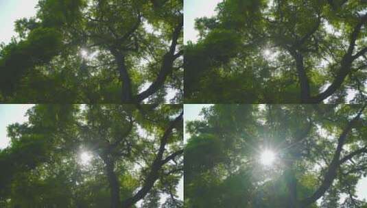 夏日树林阳光穿透树叶高清在线视频素材下载