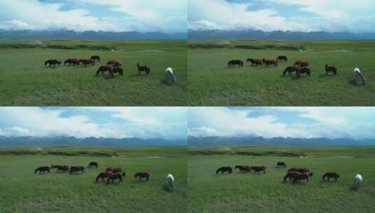 新疆草原上的马群悠闲自在放牧吃草大美河山高清在线视频素材下载