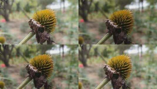 百日草花卉种子微距高清在线视频素材下载