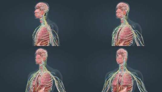 消化系统人体解剖口腔食管肠道胃三维人动画高清在线视频素材下载