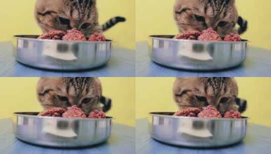 猫猫埋了半边脸吃罐头高清在线视频素材下载
