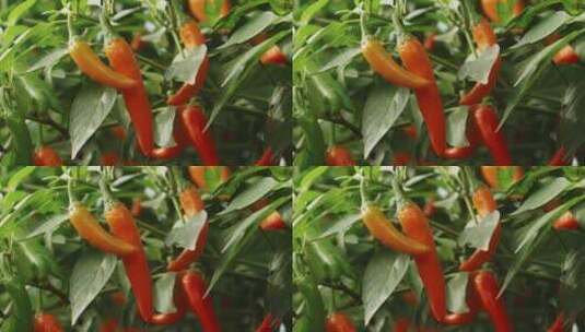盆栽的辣椒40高清在线视频素材下载
