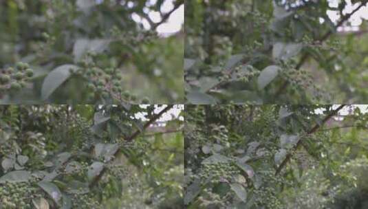 户外 野外 植物 自然 绿色 桂花 秋天叶子高清在线视频素材下载