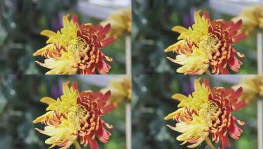 变色菊、金背大红菊4k高清在线视频素材下载