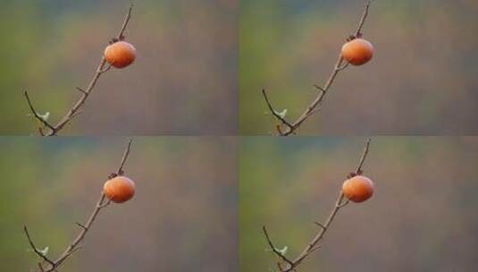 红红的柿子高清在线视频素材下载