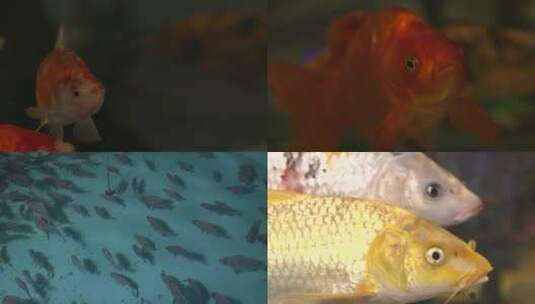 展示鱼鱼缸养鱼金鱼高清在线视频素材下载