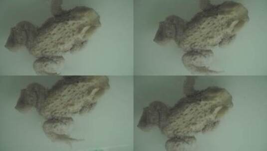 两栖动物青蛙蛤蟆树蛙标本高清在线视频素材下载