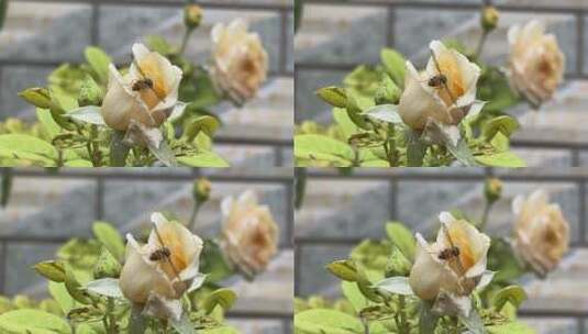 玛克丽特王妃月季花花蕾高清在线视频素材下载