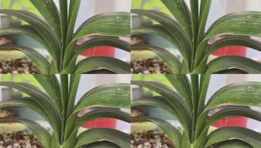 君子兰植物高清在线视频素材下载