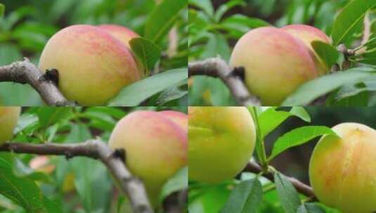 植物、桃树、桃子、脆红桃1高清在线视频素材下载