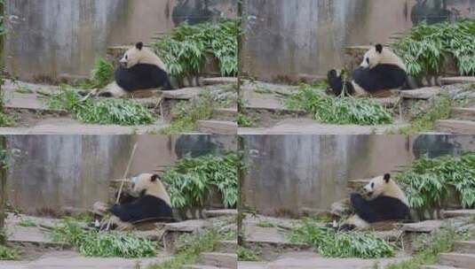 雅安碧峰峡熊猫基地的大熊猫在吃竹子高清在线视频素材下载