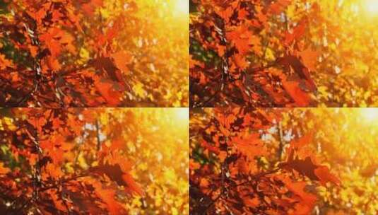 秋天红色的树叶 (2)高清在线视频素材下载