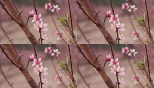 树枝上的粉红色桃花高清在线视频素材下载