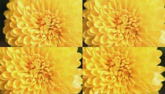 绽放的黄色菊花高清在线视频素材下载