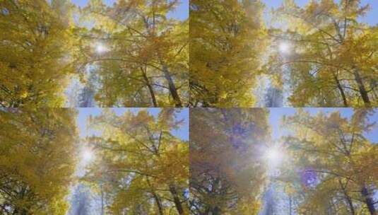 阳光透过金黄的银杏林高清在线视频素材下载