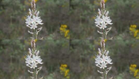 田野里盛开的白色花朵特写高清在线视频素材下载