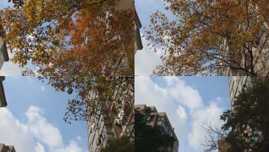 秋冬季节金黄树叶高清在线视频素材下载