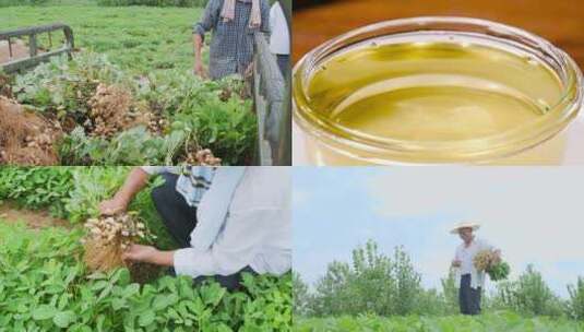 花生种植高清在线视频素材下载