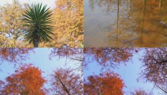 广州天河华南植物园水杉红杉梳子杉落叶杉高清在线视频素材下载