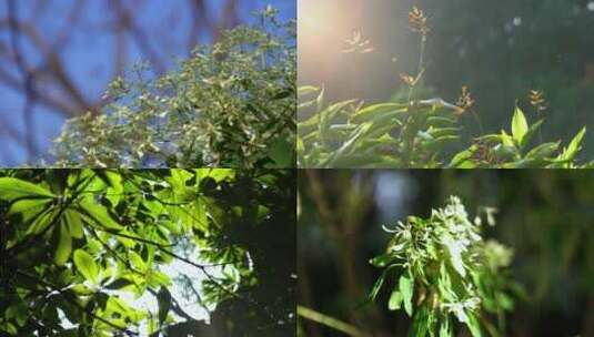 广州天河华南植物园树木阳光树叶合集高清在线视频素材下载