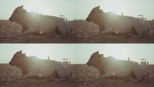 沙滩上休息的海牛高清在线视频素材下载