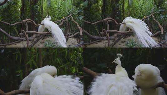 白孔雀栖息于树枝场景高清在线视频素材下载