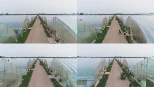 航拍蔬菜大棚种植基地高清在线视频素材下载