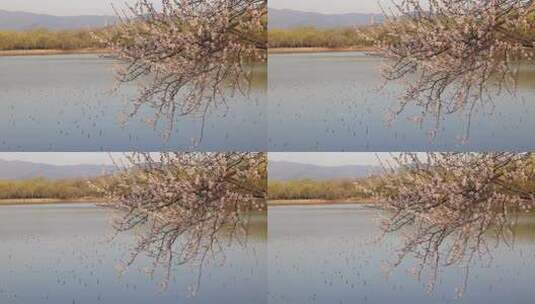 春天湖边盛开的山桃花高清在线视频素材下载