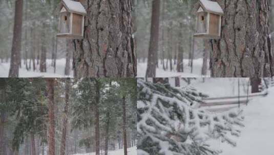 冬季森林大雪松鼠积雪合集高清在线视频素材下载