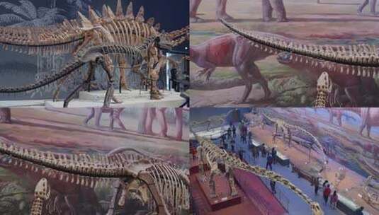 自然博物馆恐龙化石高清在线视频素材下载