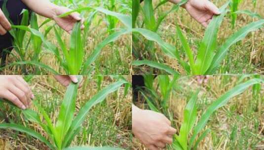 玉米病虫害防治 玉米地 玉米苗特写高清在线视频素材下载